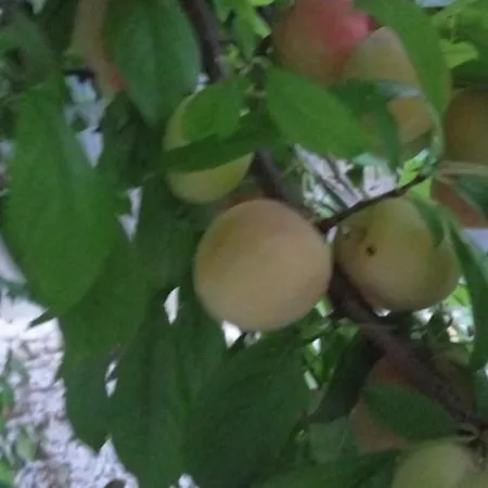 Πανσιόν Telesico Residencia Pombal (Leiria)
