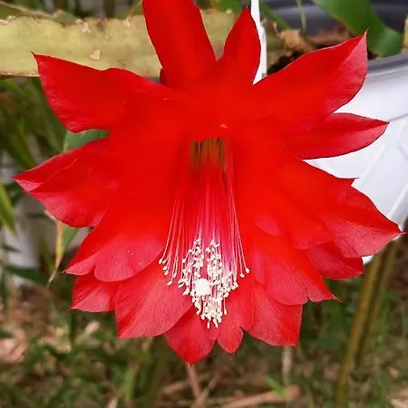 Telesico Residencia Pombal (Leiria)