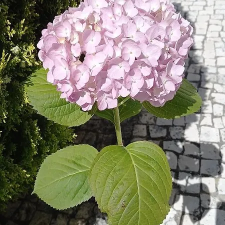 Telesico Residencia * Pombal (Leiria)