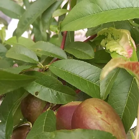 Telesico Residencia Πανσιόν