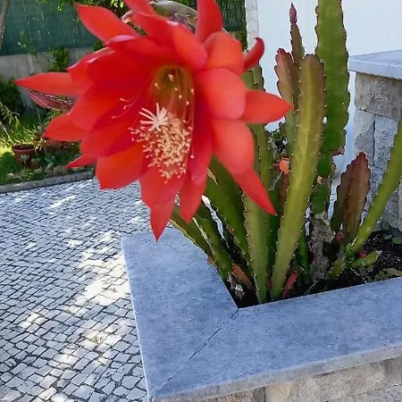 Telesico Residencia Πανσιόν Pombal (Leiria)