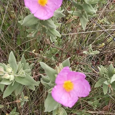 Πανσιόν Telesico Residencia *