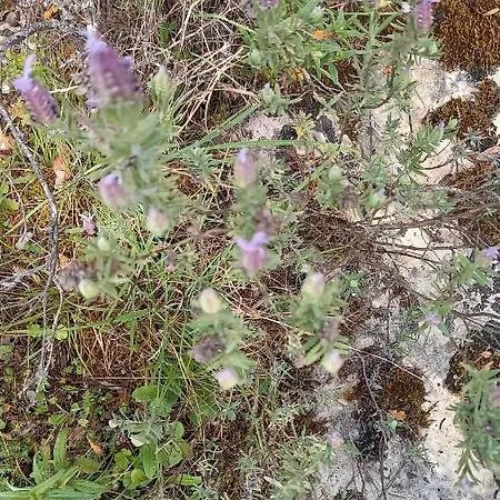 Telesico Residencia *