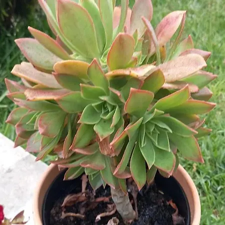 Πανσιόν Telesico Residencia *