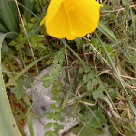 Telesico Residencia Πανσιόν *