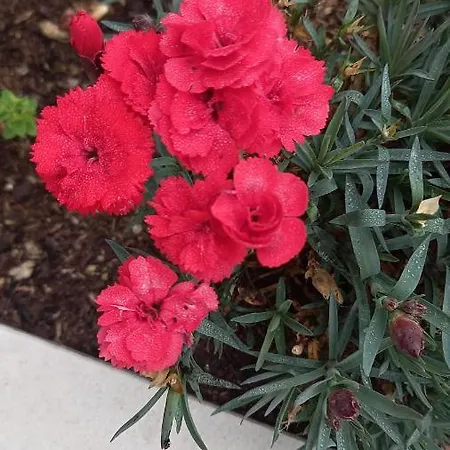 Telesico Residencia *