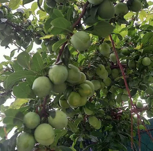 Telesico Residencia Maison d'hôtes
