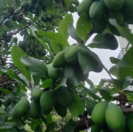 Telesico Residencia Pombal (Leiria)