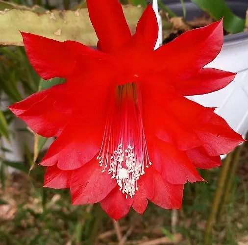 Telesico Residencia Pombal (Leiria)