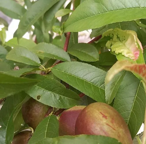 Telesico Residencia Maison d'hôtes