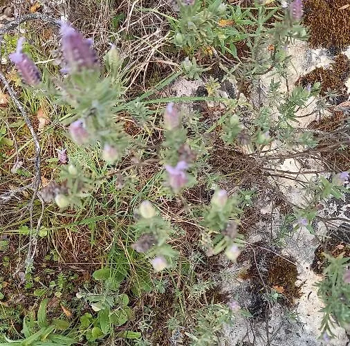 Telesico Residencia *