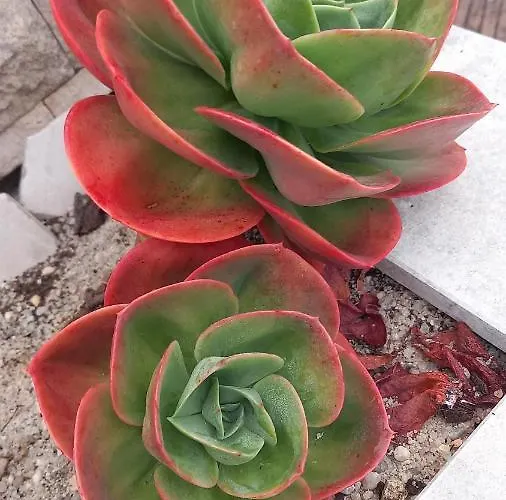 Telesico Residencia Maison d'hôtes