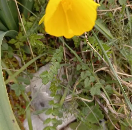 Telesico Residencia Maison d'hôtes *