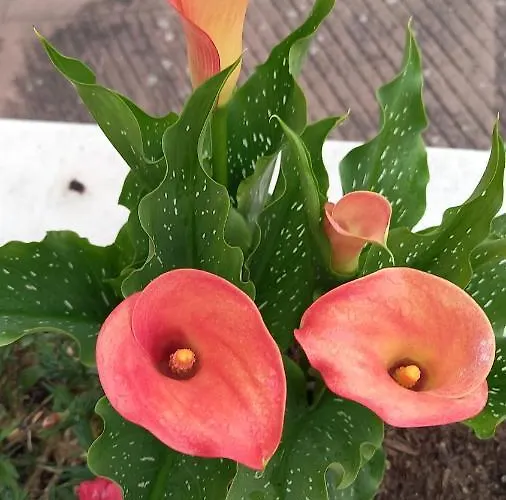 Telesico Residencia Maison d'hôtes