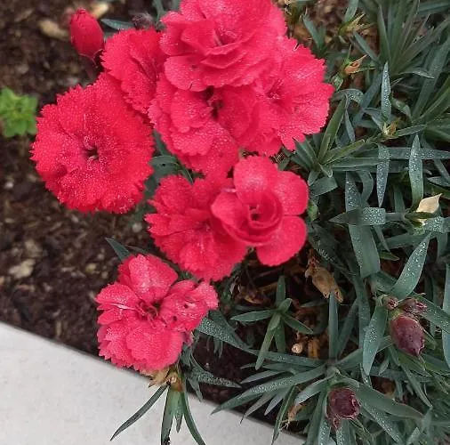 Telesico Residencia *