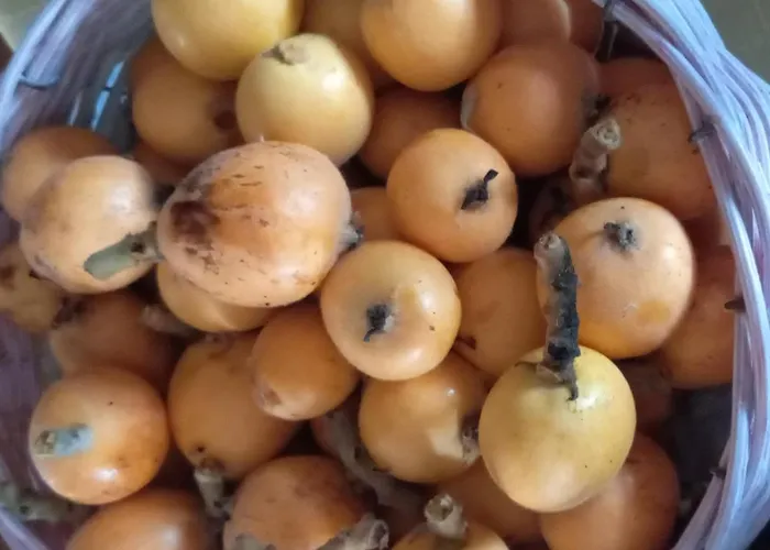 Maison d'hôtes Telesico Residencia