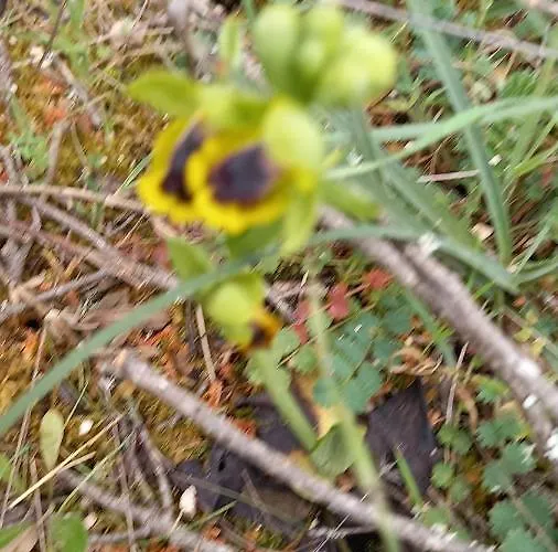 Maison d'hôtes Telesico Residencia Pombal (Leiria)